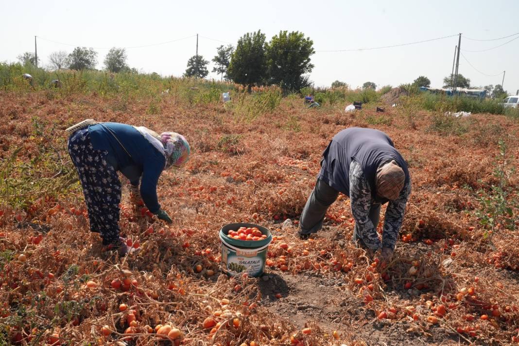 Köylü elinde kalan domatesi parasız verdi: Salça yapıp vatandaşa dağıtılıyor 5